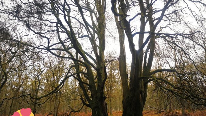 Kinclaven Wood Witness Trees