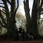 Witness Trees Witness Trees